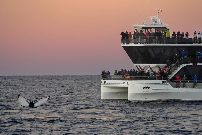 Silent Whale Watching by Hybrid-Electric Boat from Tromsø - Spotting Time at the Whale Zone: How to Set Your Expectations