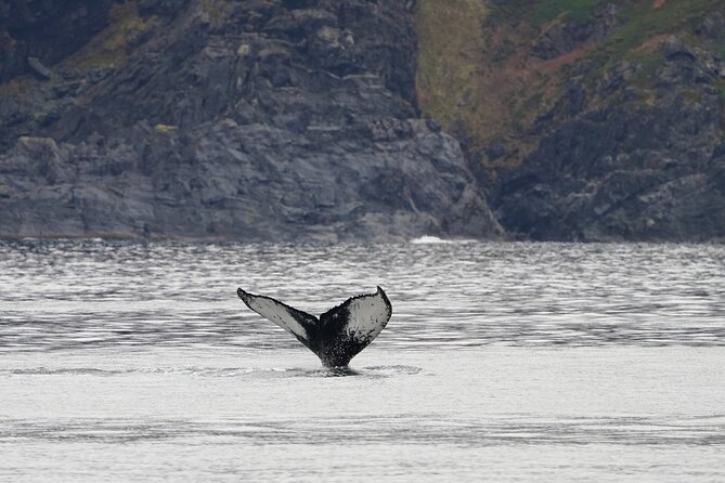 Silent Whale Watching by Hybrid-Electric Boat from Tromsø - Price and Value: Is $214.85 Worth It?