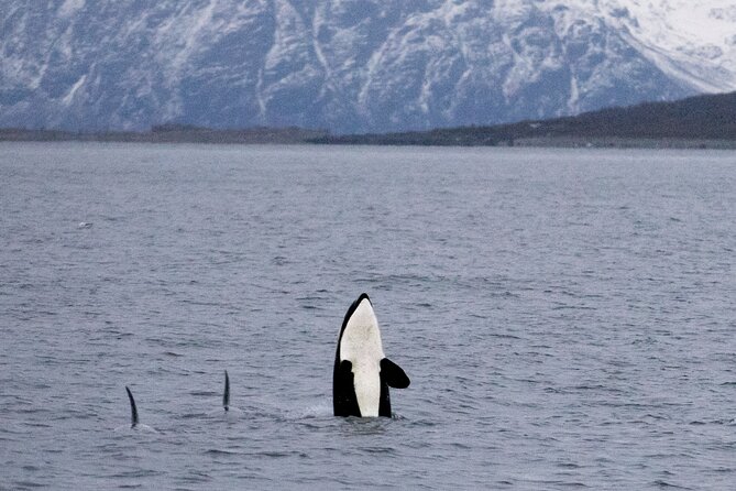 Silent Whale Watching by Hybrid-Electric Boat from Tromsø - The Route From Lyngstuva Lighthouse to Skjervøy, Then On to Kvaenangen