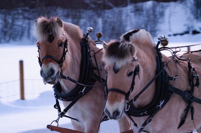 Sleigh Ride w/ Tapas Meal - Experience Arctic Farm Life - What you’re really paying for with $236.79 per person