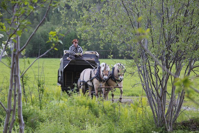 Sleigh Ride w/ Tapas Meal - Experience Arctic Farm Life - Aurora Borealis chances: how to think about it realistically