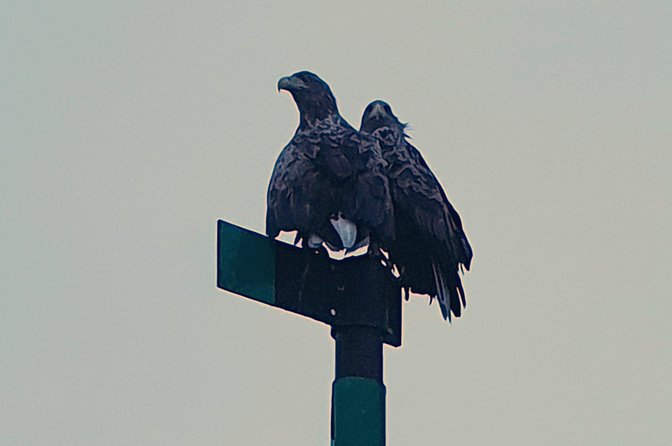 Trollfjord and Sea Eagle Safari Tour from Svolvaer - Practical Tips for Comfort and Photos
