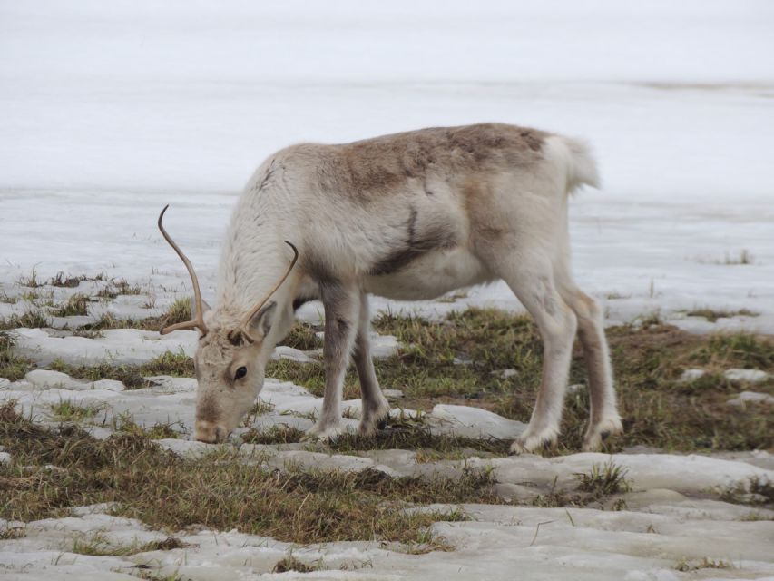 Tromso: All-Inclusive Arctic Fjords and Sommarøy Scenic Tour - Sommarøy: white sand vibes, warm lunch, and a real break
