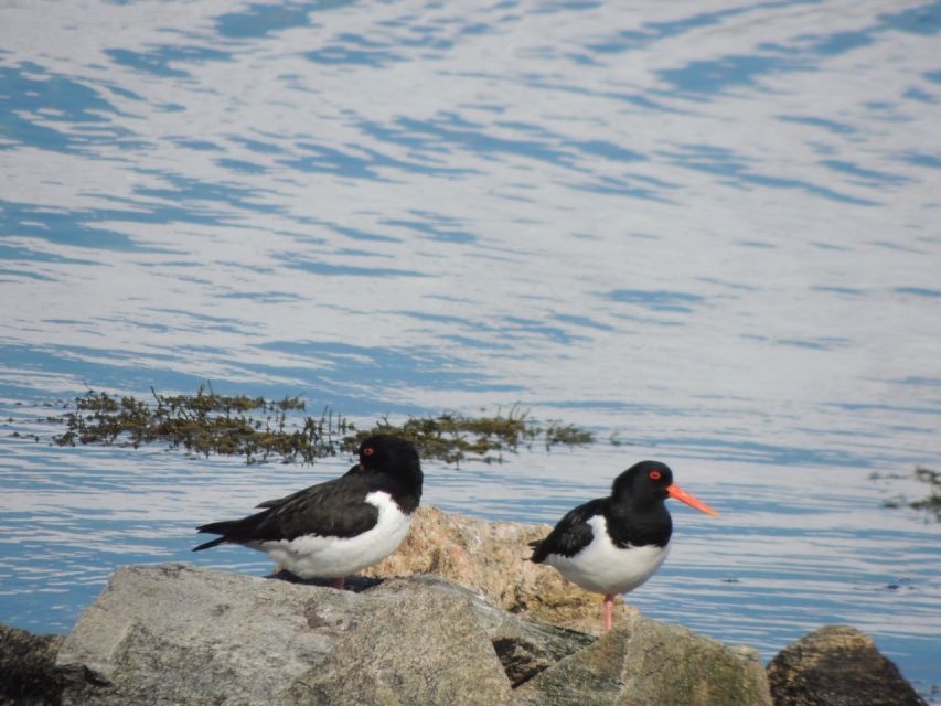Tromso: All-Inclusive Arctic Fjords and Sommarøy Scenic Tour - Price and value: is $215 per person actually fair?