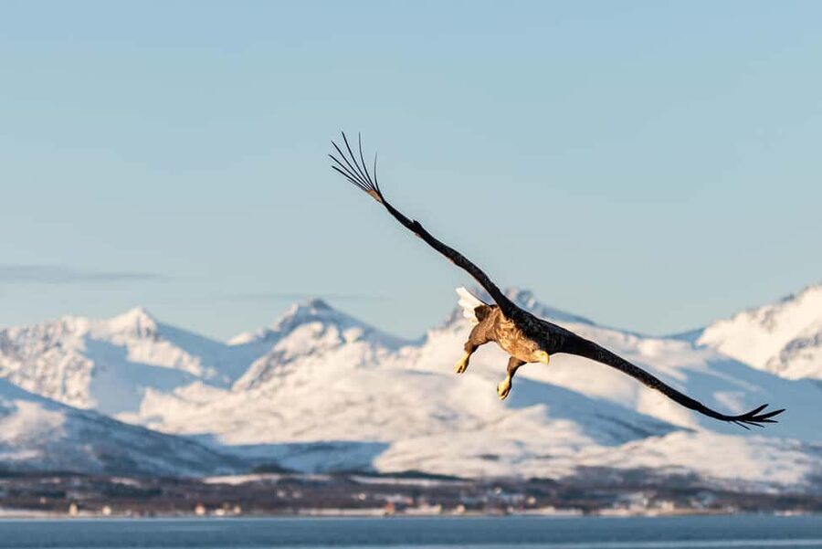 Tromsø: Arctic Fjord Cruise & Fishing Experience - Ramfjorden Fishing Session: How the Crew Sets You Up to Try Cod and Friends