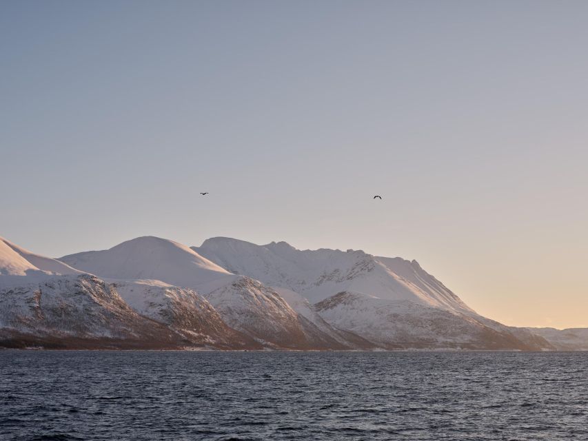 Tromsø: Arctic Fjord Cruise in Polar Landscapes - Comfort Details That Keep the Trip Pleasant at 3.5 Hours