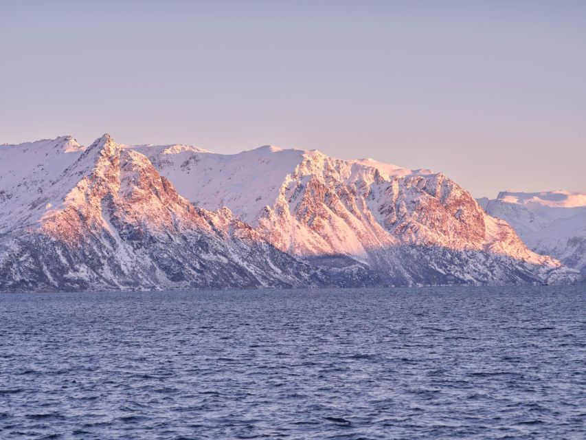 Tromsø: Arctic Fjord Cruise in Polar Landscapes - Price and Value: Is $120 Worth 3.5 Hours in Tromsø?