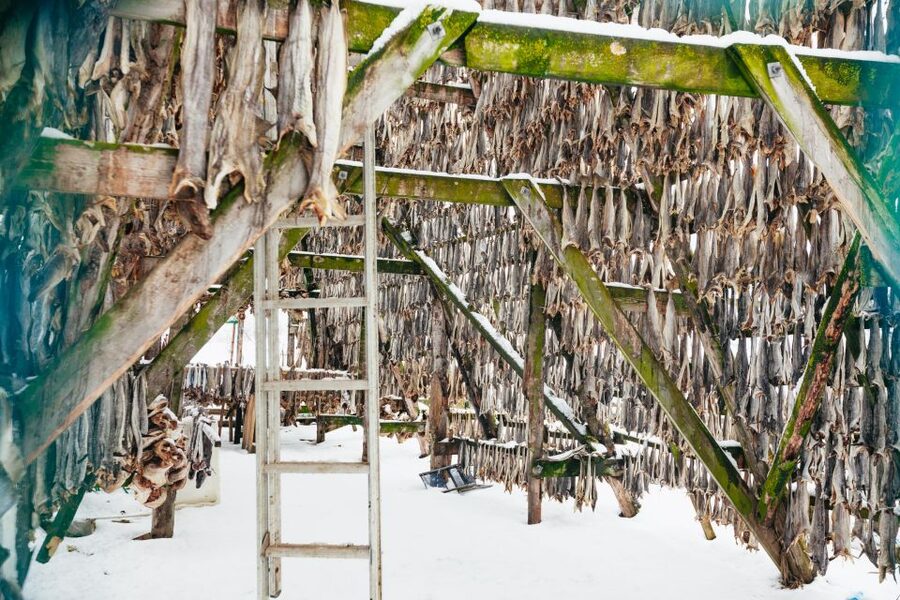 Tromsø: Arctic Fjord Cruise With Stop On Land At Fish Racks - Key points to know before you go
