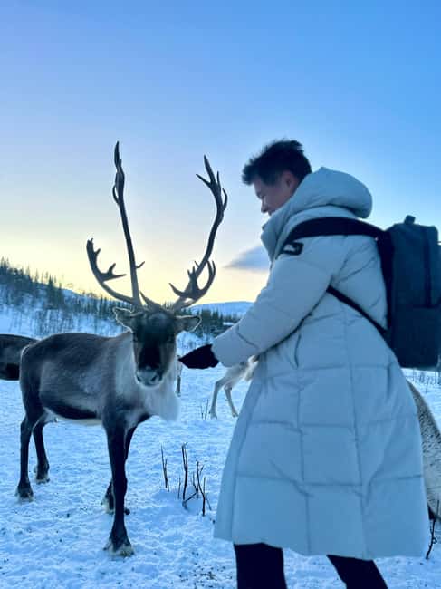 Tromsø: Arctic fjord sightseeing, Reindeer feeding and lunch - Key things that make this tour worth your time