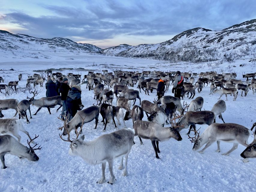 Tromsø: Arctic fjord sightseeing, Reindeer feeding and lunch - Kvaløya fjords plus Sámi culture, in one tight 7-hour plan