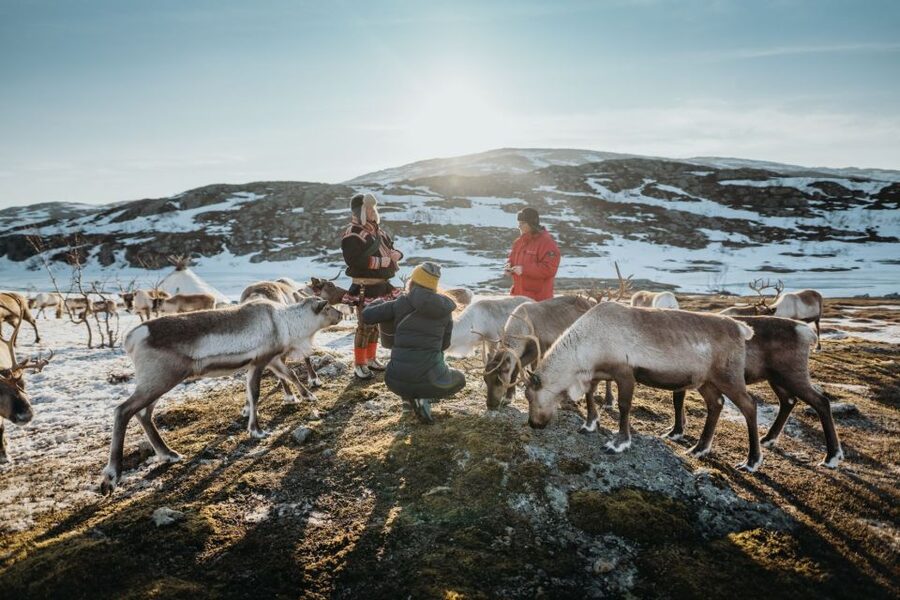 Tromsø: Arctic fjord sightseeing, Reindeer feeding and lunch - From Scandic Ishavshotel to Kattfjordeidet: a scenic drive with real stops