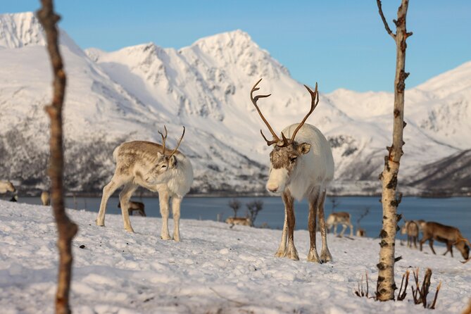 Tromsø Arctic Fjords Adventure Tour with Local Lunch - Price and what makes it feel fair for a half-day