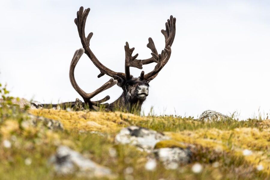 Tromsø: Arctic Fjords Tour to Kvaløya with Panoramic Lunch - Who should book this Kvaløya fjords tour