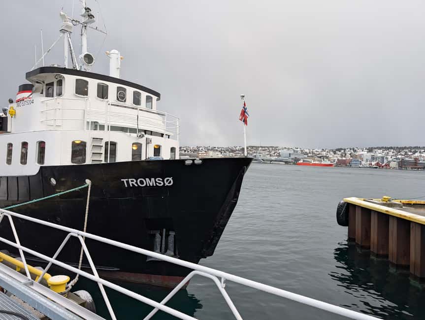 Tromsø: Classic arctic fjord cruise with lite lunch - Key highlights to know before you go