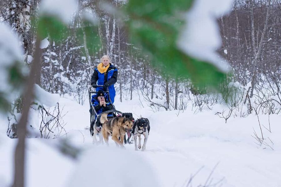 Tromsø: Dog Sledding Adventure at Camp Aspemo - Key points before you go