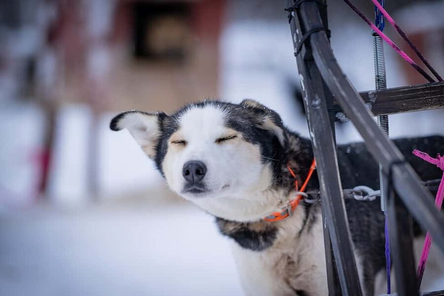 Tromsø: Dog Sledding Adventure at Camp Aspemo - Why Camp Aspemo dog sledding feels like the real Arctic (not a photo stop)