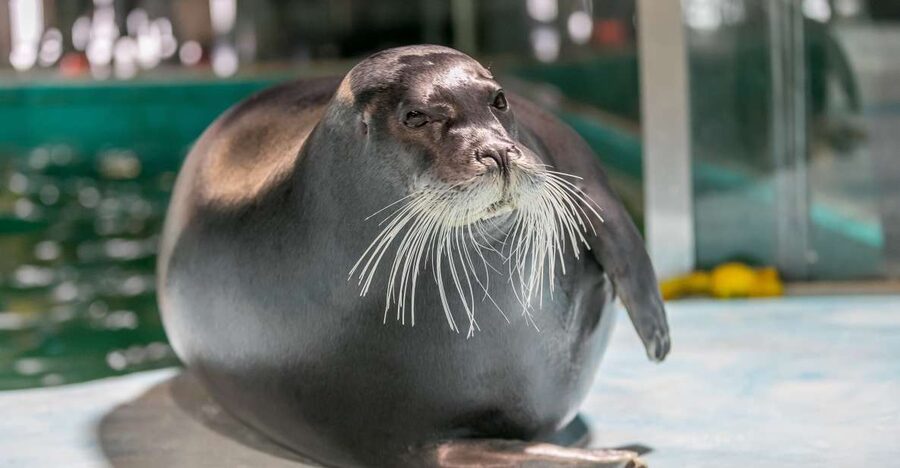 Tromsø: Entrance Ticket to Polaria - Close Encounters With Bearded Seals and Harbor Seals