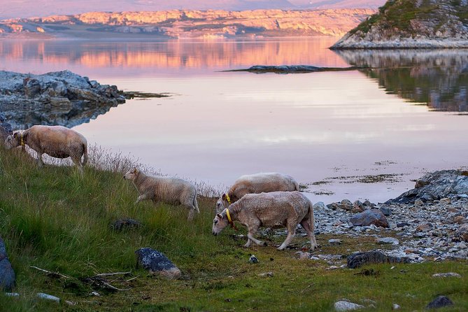 Tromsø: Exclusive Fjord Adventure by Bus - Why This Tromsø Fjord Adventure by Bus Feels Smart in Winter