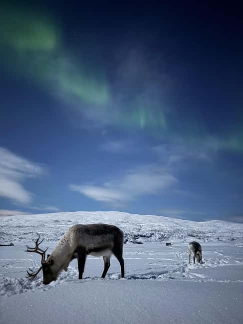 Tromsø: Exclusive Sámi Reindeer Experience with herders - Key Things I’d Focus On Before You Go