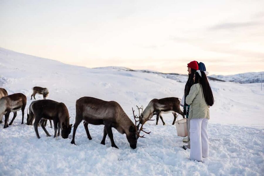 Tromsø: Exclusive Sámi Reindeer Experience with herders - Kvaløya Winter Grazing Grounds: Why This Feels More Real