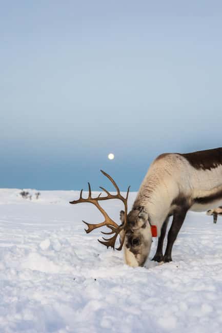 Tromsø: Exclusive Sámi Reindeer Experience with herders - Meeting the Herders and Settling Into the Lavvo