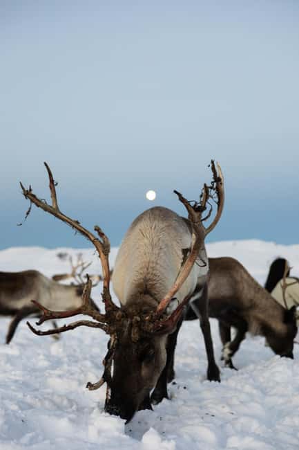 Tromsø: Exclusive Sámi Reindeer Experience with herders - Feeding Reindeer in the Wild: What You Will Actually Do
