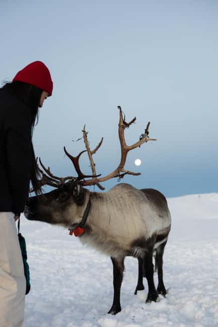 Tromsø: Exclusive Sámi Reindeer Experience with herders - Weather, Comfort, and Camera Tips for 150 Minutes Outdoors