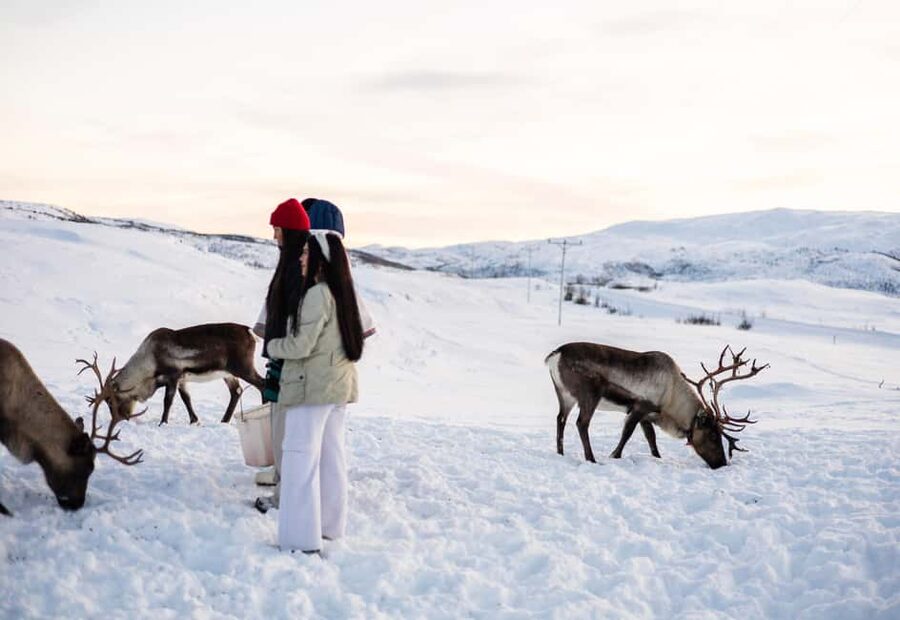 Tromsø: Exclusive Sámi Reindeer Experience with herders - Light Food, Coffee, and Snacks: A Small Stop That Matters