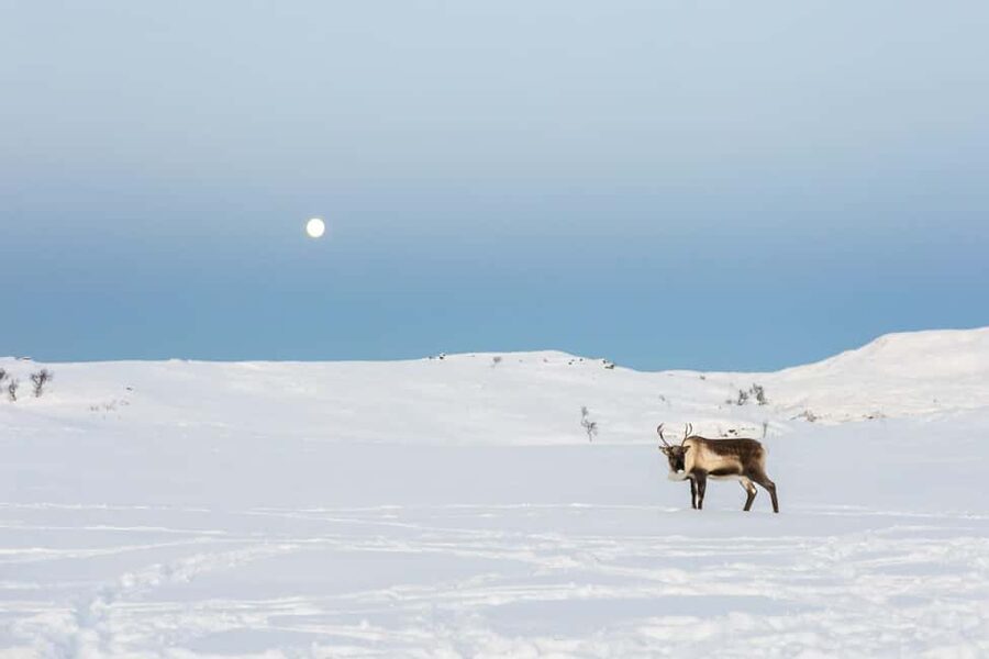 Tromsø: Exclusive Sámi Reindeer Experience with herders - Who Should Book This Sámi Reindeer Experience