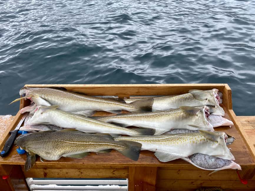 Tromsø: Fishing & Fjord Cruise - Hermes II and the fjords: what this trip really feels like