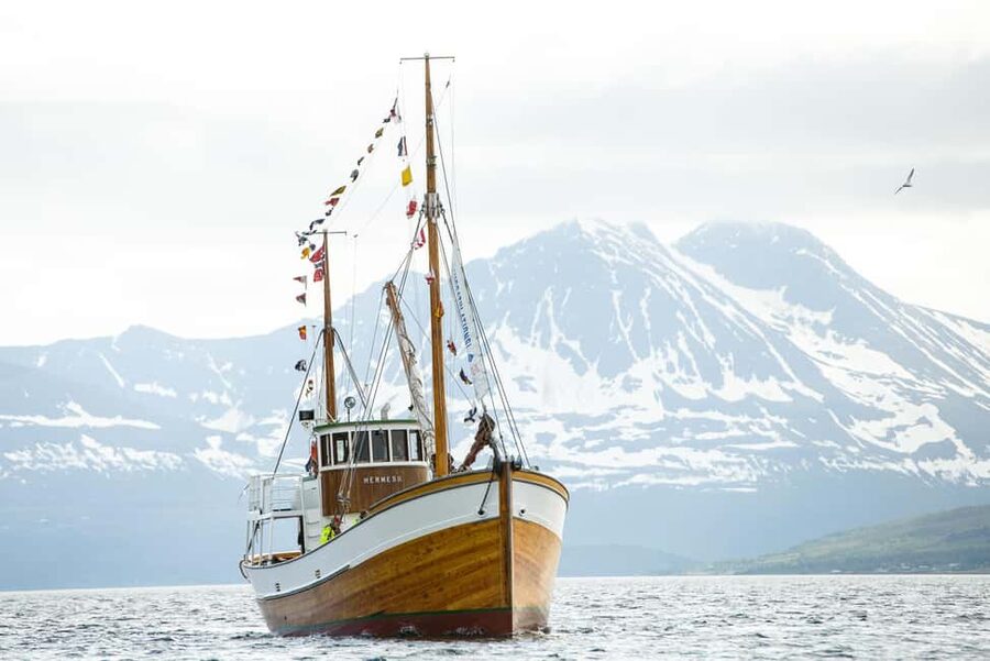 Tromsø: Fishing & Fjord Cruise - Fjord views and white-tailed eagles: what to hope for