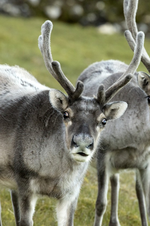 Tromso: Fjord Arctic Adventure Expedition - Who This Tour Suits Best (And Who Should Rethink It)