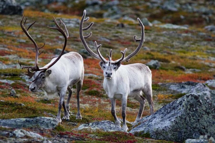 Tromso: Fjord Arctic Adventure Expedition - The Four-Hour Fjord Circuit in Troms County
