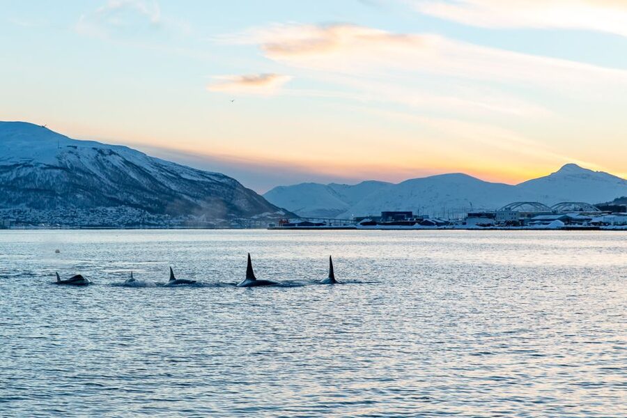 Tromsø: Fjord History Cruise with Snack and Drinks - Boarding Hermes II: Small Boat Comfort and Real Weather Gear