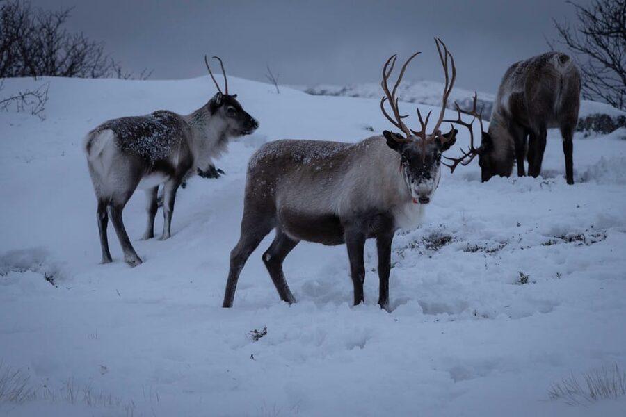 Tromsø: Fjords & Beaches Tour with Campfire and Arctic Food - Key Things That Make This Tour Worth Your Time
