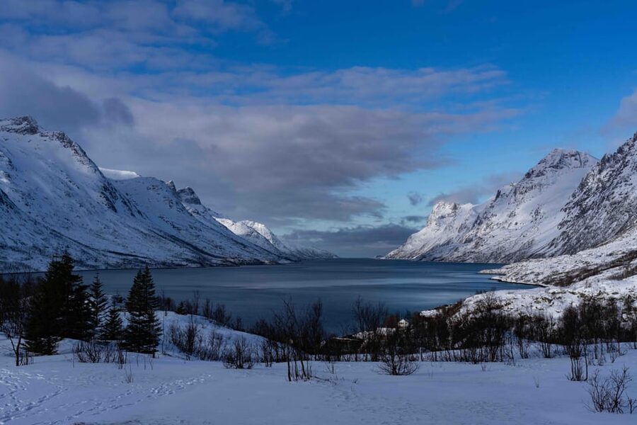 Tromsø: Fjords & Beaches Tour with Campfire and Arctic Food - The Arctic Food Moment: Reindeer Sausage, Campfire Cooking, and Fresh Chai
