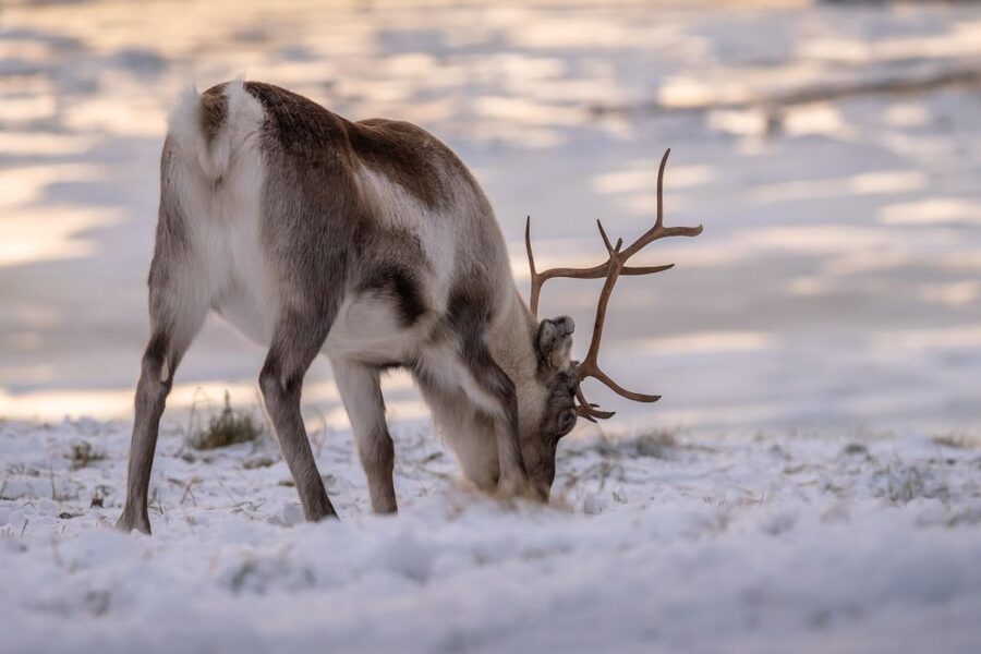 Tromsø: Fjords Tour - Key Highlights You’ll Actually Feel During the Day