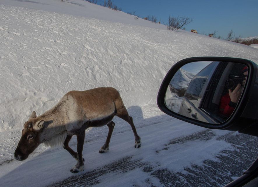 Tromsø: Fjords Tour - Ersfjordbotn: A Short Stop That Can Still Hit Hard