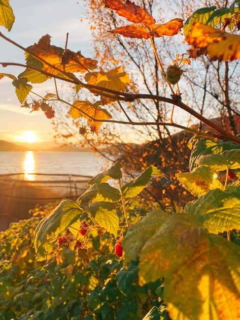 Tromsø: Guided Hiking Tour with Roundtrip Transfers - Panoramic photo stops: where you’ll want your camera ready