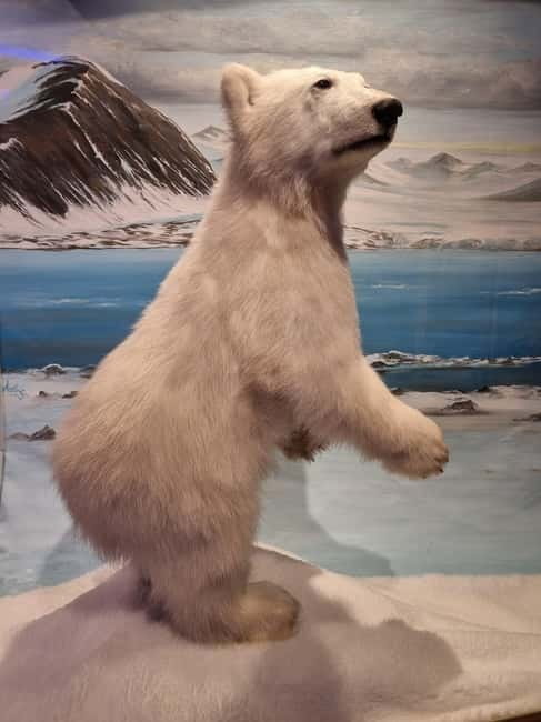 Tromsø: Guided Polar Bear Walk incl. Polaria & Polar Museum - Key things to know before you go