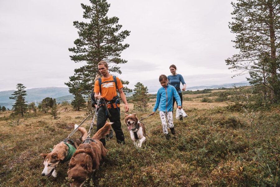 Tromsø: Husky Hike and Puppy Visit with Traditional Lunch - Getting There, Meeting Point, and Why Timing Matters