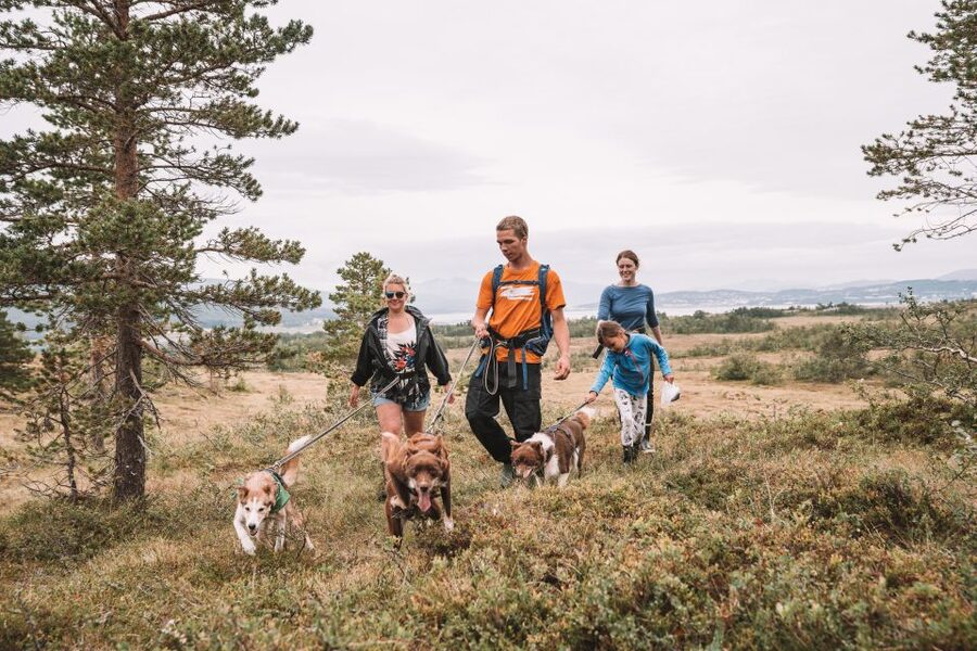 Tromsø: Husky Hike and Puppy Visit with Traditional Lunch - Harness, Breaks, and What Actually Happens During the Hike