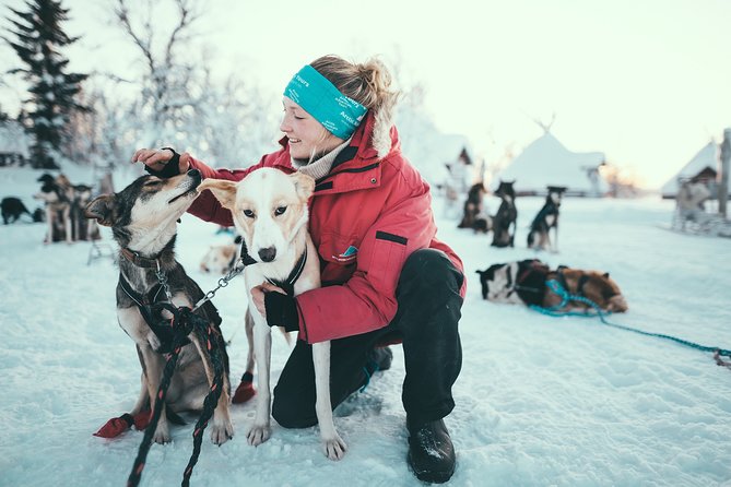 Tromso Husky Self-Drive Sledding with Cake and Drink in Lavvu - Key Things to Know Before You Go