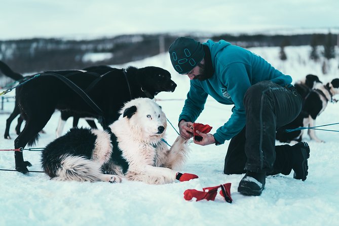 Tromso Husky Self-Drive Sledding with Cake and Drink in Lavvu - The Self-Drive Sled Ride: 70 to 80 Minutes of Arctic Power