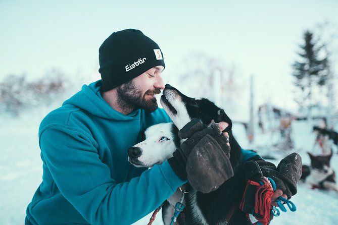 Tromso Husky Self-Drive Sledding with Cake and Drink in Lavvu - How Group Size Changes the Experience (Max 20 Riders)