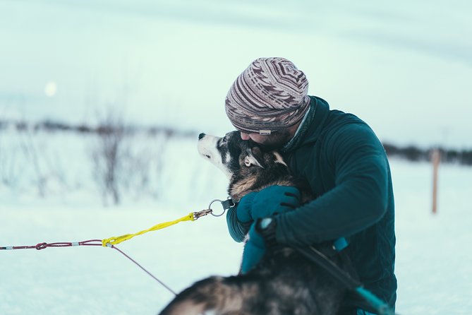 Tromso Husky Self-Drive Sledding with Cake and Drink in Lavvu - Training and Safety: How You Actually Control a Sled Team