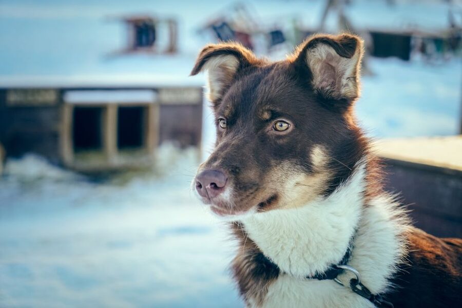 Tromsø: Husky Sled Self-Drive with Traditional Lunch - FAQ