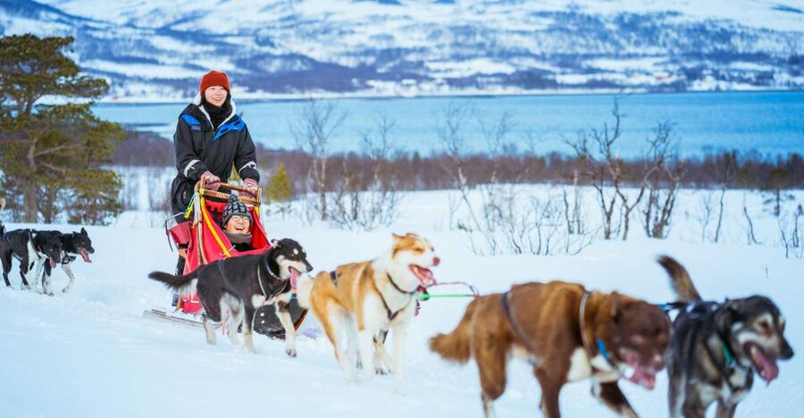 Tromsø: Husky Sled Self-Drive with Traditional Lunch - From Radisson Blu to Tromsø winter work boots