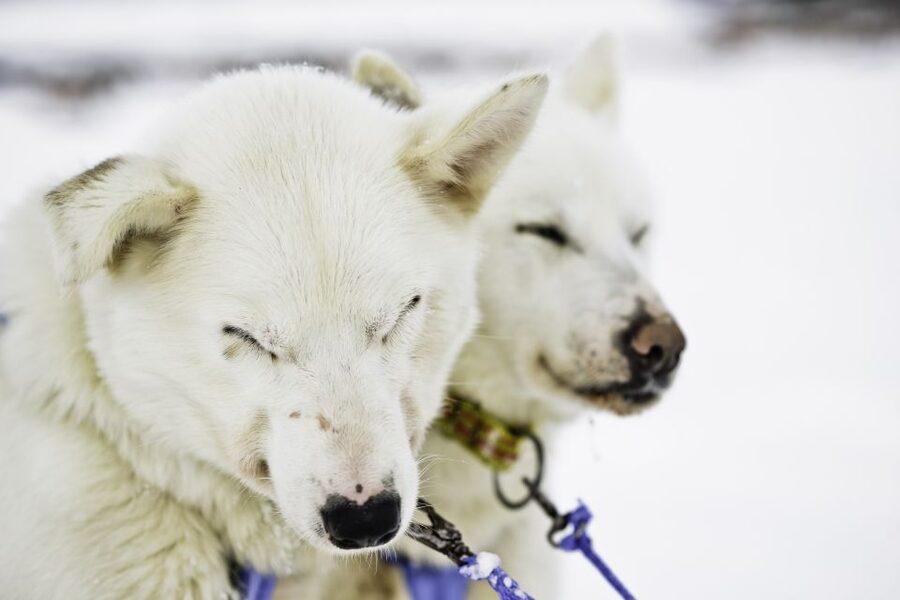 Tromsø: Husky Sled Self-Drive with Traditional Lunch - The self-drive run: 45 minutes of dog power with your hands on the job