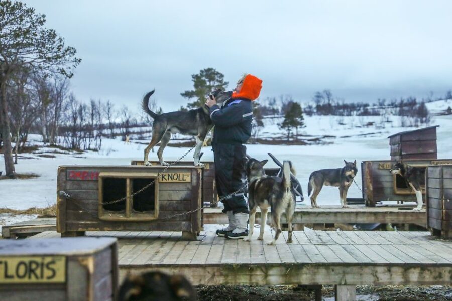 Tromsø: Husky Sled Self-Drive with Traditional Lunch - Bidos by the fire: warm meal, hot drinks, and chocolate cake